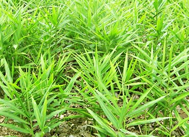 Halia Bentong Panas dan Harum