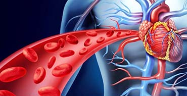 Bentong Ginger Promote Blood Circulation