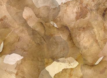 Halia Bentong Berkulit Nipis