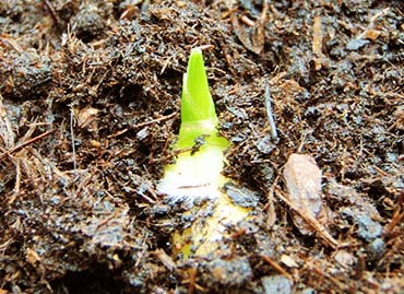 Halia Bentong Jenis Tanah yang Subur